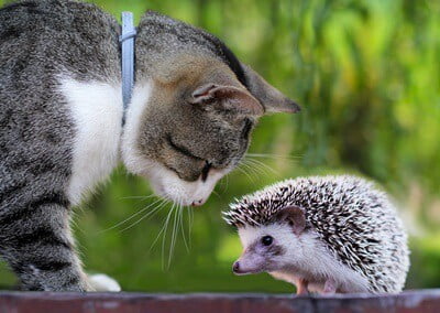 can hedgehogs be friends with cats?