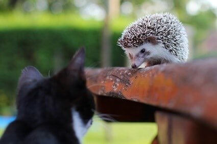 can hedgehogs live with cats?