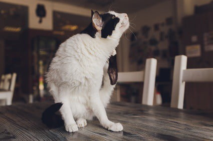 cat has dry skin on back near tail