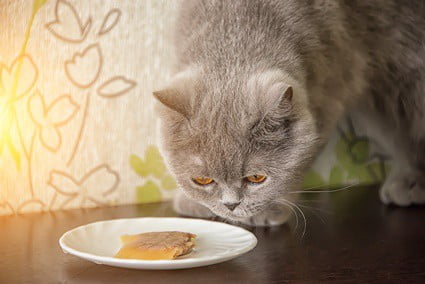 cat licks food but doesn't eat