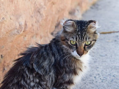 cats fur clumping together