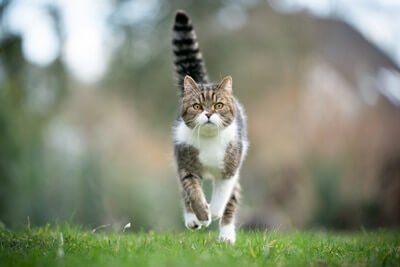 do cats have control over the movement of their tails?