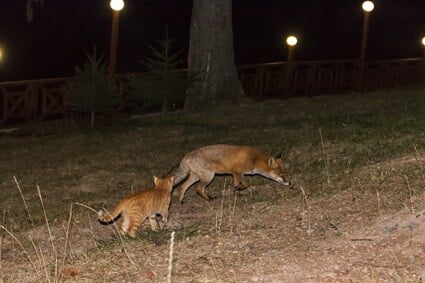 how common are fox attacks on cats?