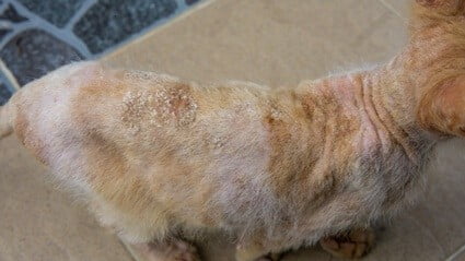 how long does cat ringworm take to heal?