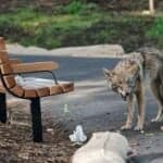 how to keep cats safe from coyotes