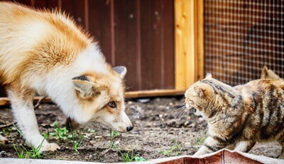 how to keep foxes away from cats