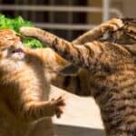 how to stop cats fighting with neighbours cat