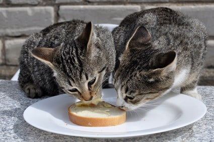 is bread harmful to cats?