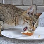 is bread toxic cats?