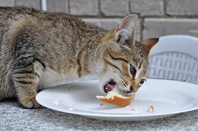 is bread toxic cats?