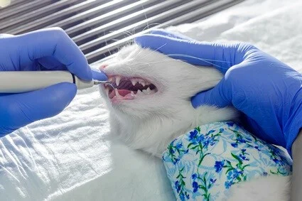 is cat teeth cleaning necessary?