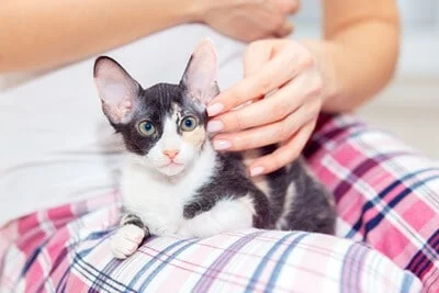 is it normal for cats to have hot ears?