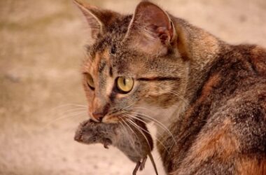 is it safe for cats to eat mice?