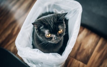 is it safe for cats to play with plastic bags?