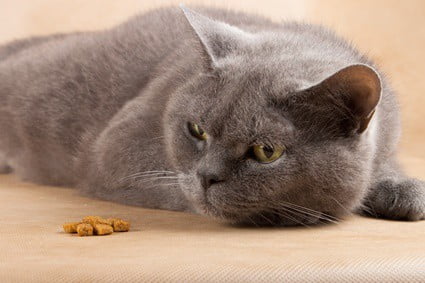 reasons why cats lose their appetite