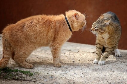 territorial aggression in cats