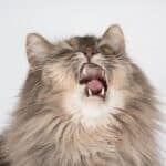 what does it mean when a cat sneezes continuously?