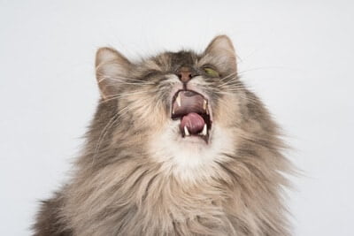 what does it mean when a cat sneezes continuously?