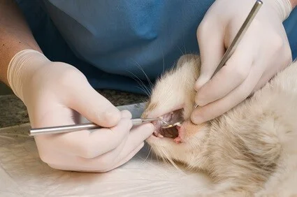 when is a cat too old for anesthesia?