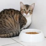why do cats suddenly go off their food?