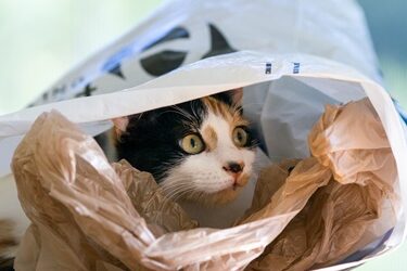 why-does-my-cat-like-plastic-bags-so-much?