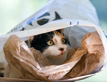 36 Top Pictures Cat Chewing On Plastic Bags : Fabadashery: March 2014