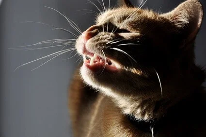 why does my cat sneeze multiple times in a row?