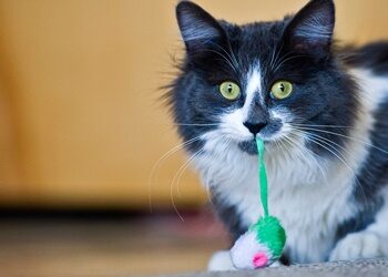 why does my male cat meow with a toy in his mouth?