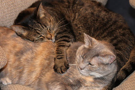 will cats remember siblings after being separated?