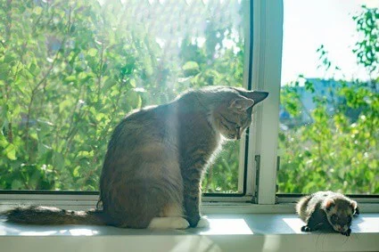 will my cat hurt my ferret?