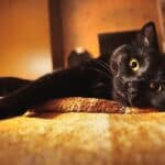 black cat facts and information
