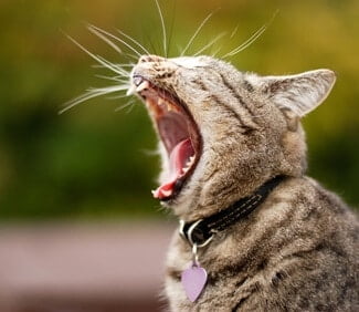 cat grinding teeth when yawning