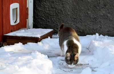 cat suddenly refuses to use cat flap