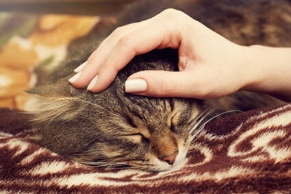 do cats like to be petted while sleeping?