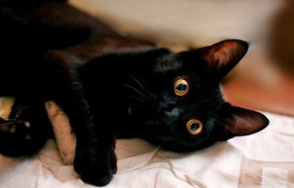 fun facts about black cats