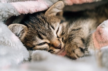 how do I get my kitten to sleep at night?