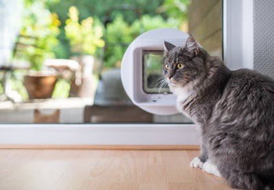 how do i get my cat to go through the cat flap?
