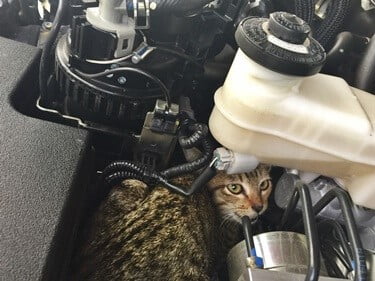 how to get a cat out of a car hood