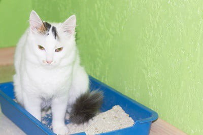 litter box training senior cat