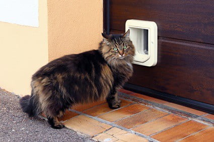 my cat has stopped using the cat flap