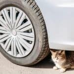 where can a cat hide under a car?