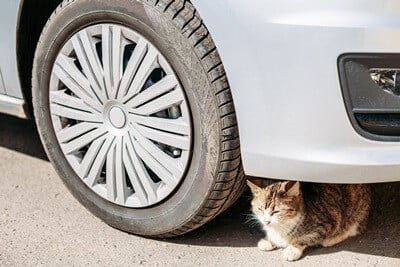 where can a cat hide under a car?