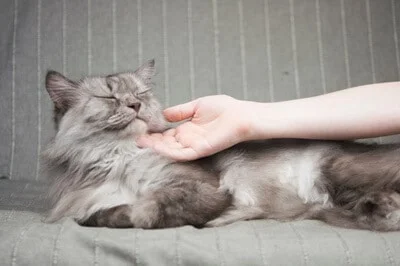 where do cats like to be stroked the most?