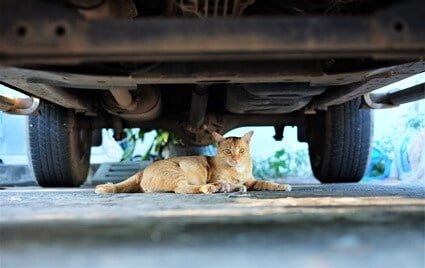 why do cats go under cars?