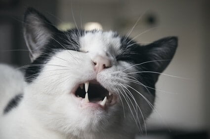 why do cats grind their teeth when eating?