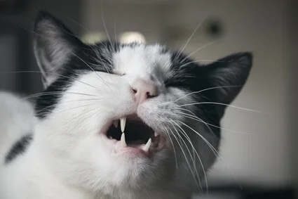 why do cats grind their teeth when eating?