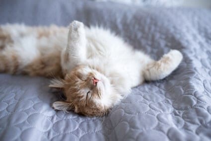 why do cats lay on their back with their legs open?