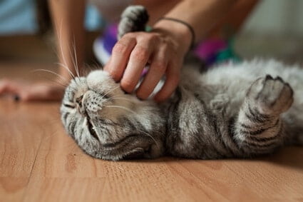 why do cats like to be scratched under the chin?