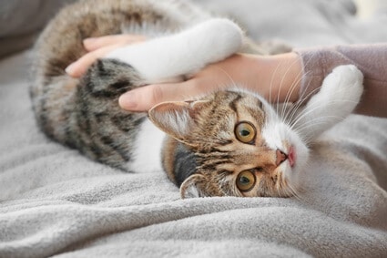 why do cats purr when touched?