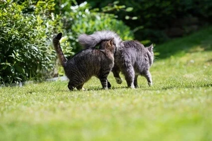 why do cats sniff each other's behinds?